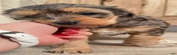Bernedoodle dogs for sale: Eloise, A Beautiful Tri-color Merle, Tan, & White Girl - Ad 3