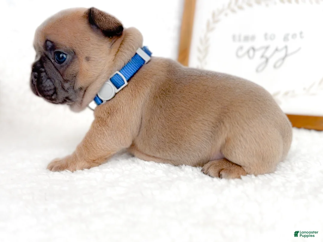 French Bulldog dogs for sale: Oreo - Ad 4