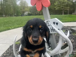 Miniature Dachshund dogs for sale: Ajax - Ad 2