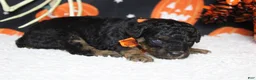 Toy Poodle dogs for sale: Ray  - Ad 10