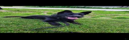 German Shepherd dogs for sale: Riot - Ad 6