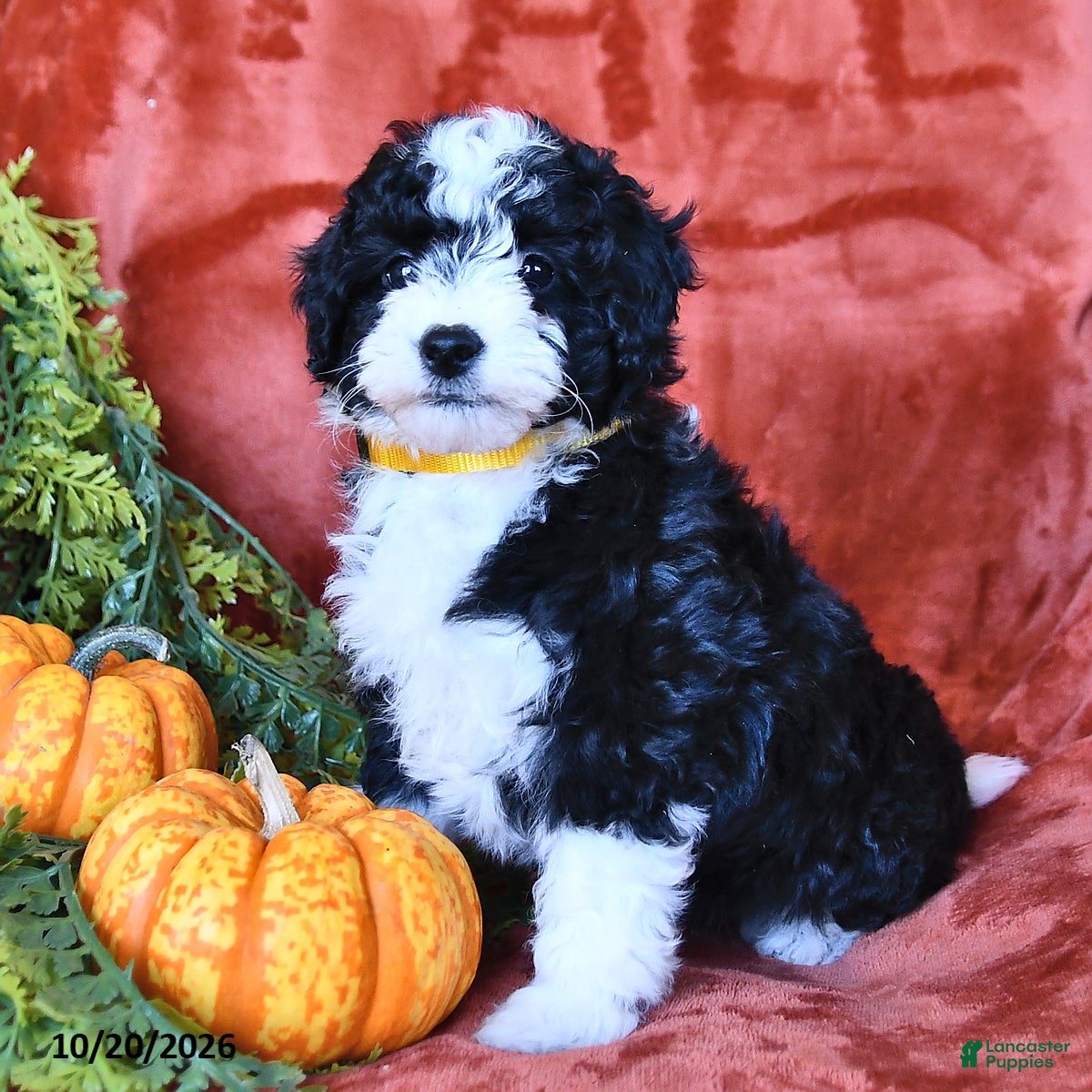 Aussiedoodle dogs Alaina  - Ad 2