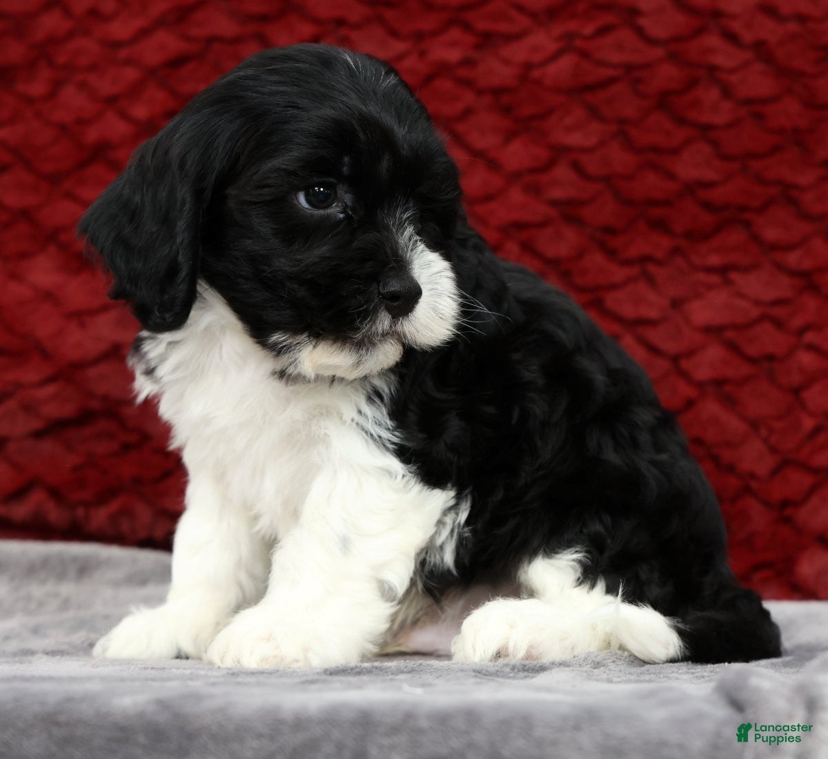Cavapoo dogs Sam - Ad 2