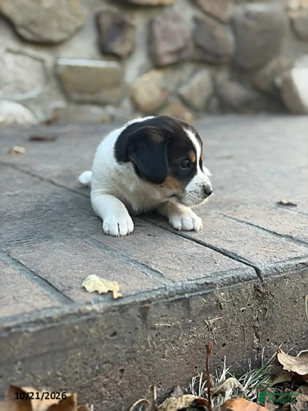 Mixed Breed dogs for sale: Fudgie - Ad 7