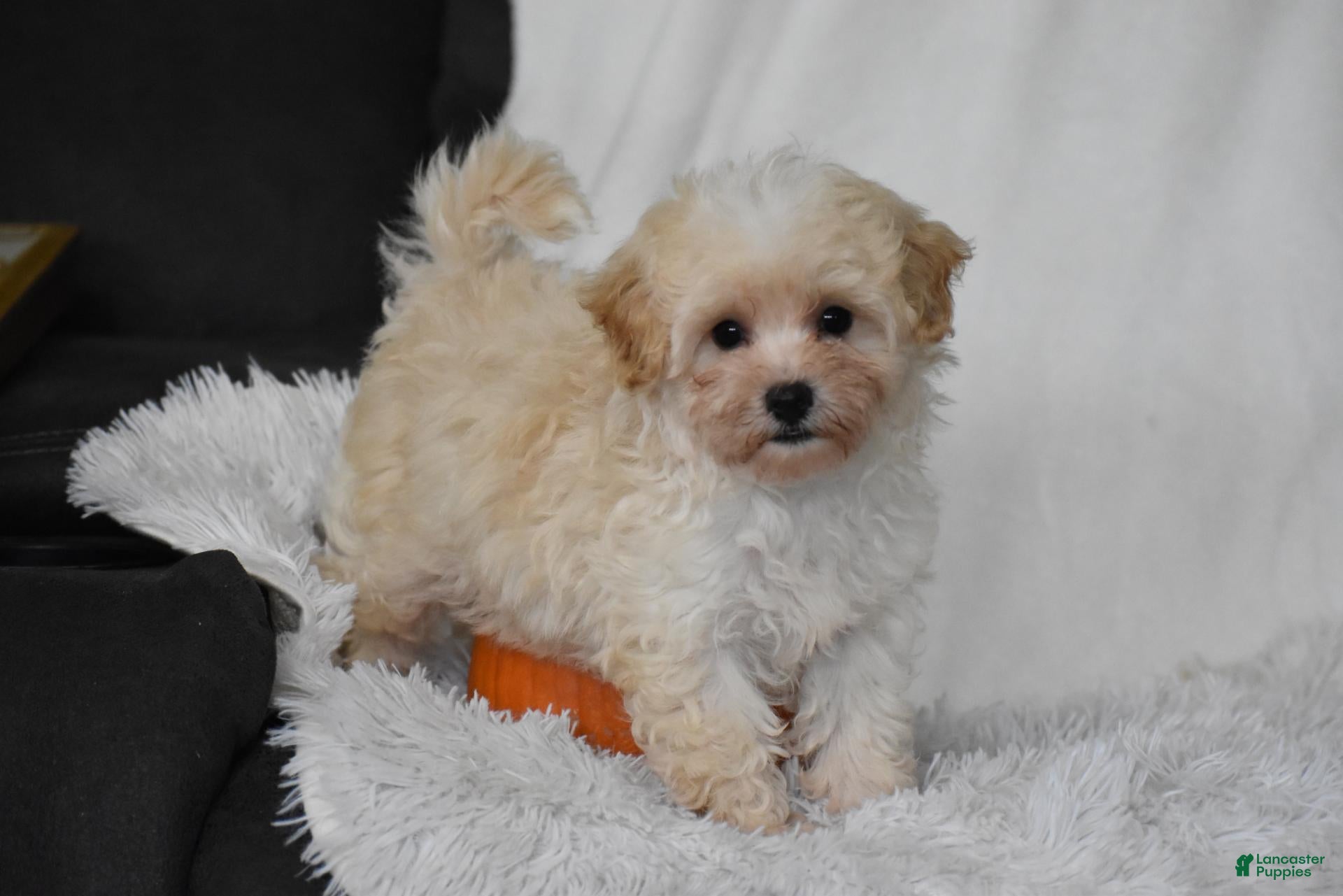 Maltipoo dogs Grant - Ad 1