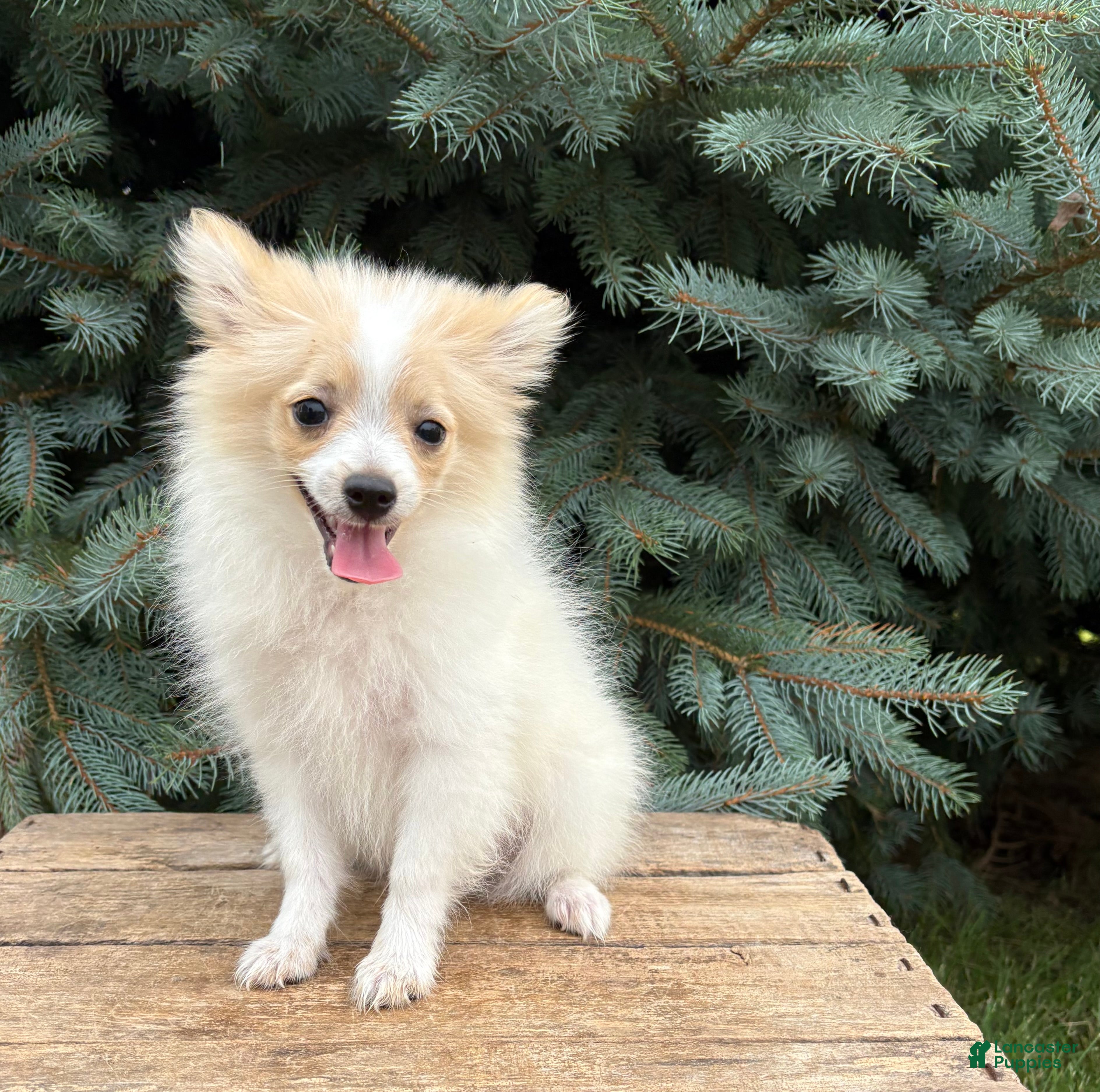 Pomeranian dogs Kai - Ad 1