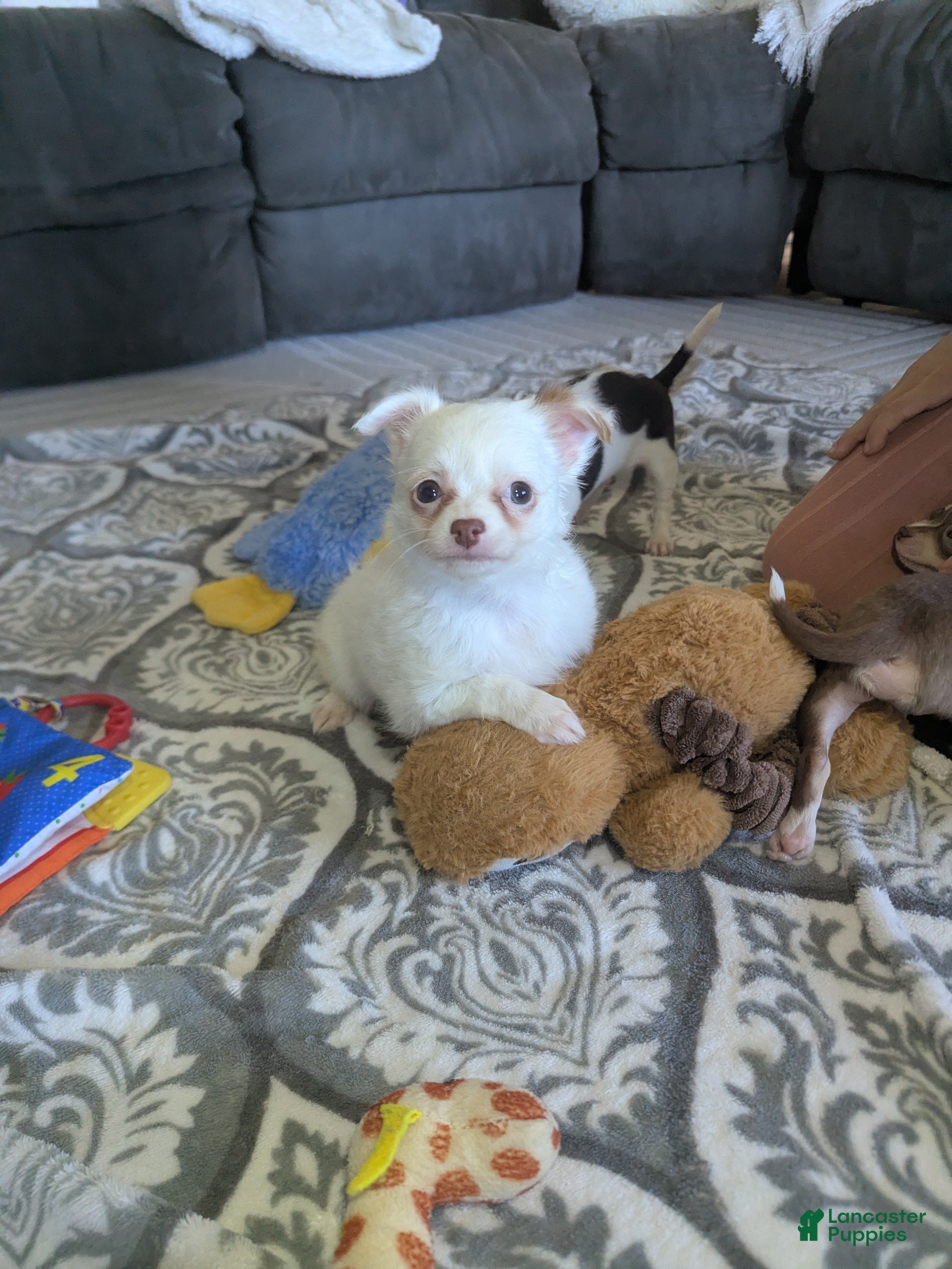 Chihuahua dogs for sale: Snowball  - Ad 1