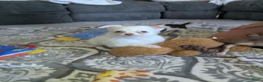 Snowball 