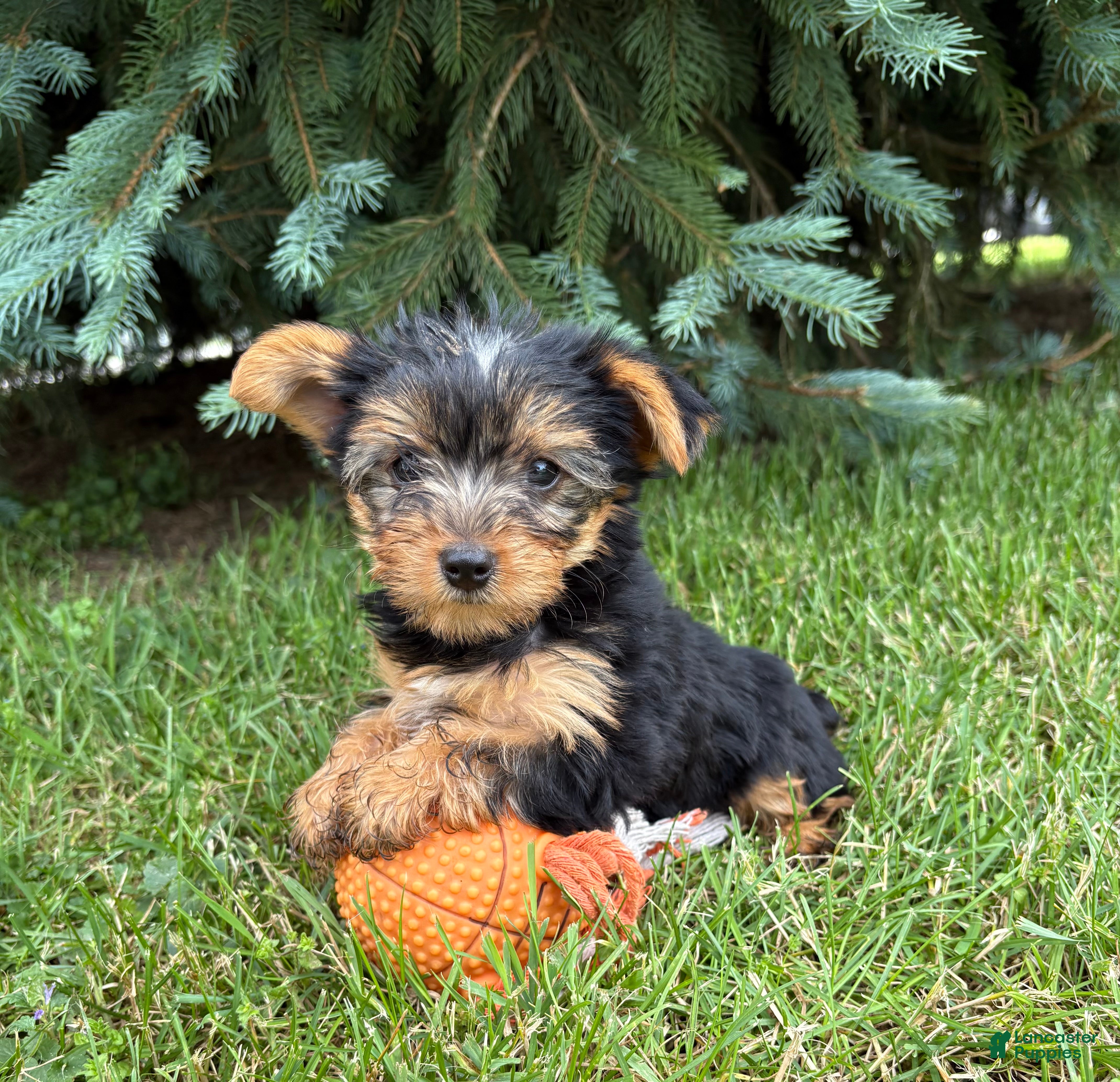 Yorkshire Terrier dogs Joey - Ad 1