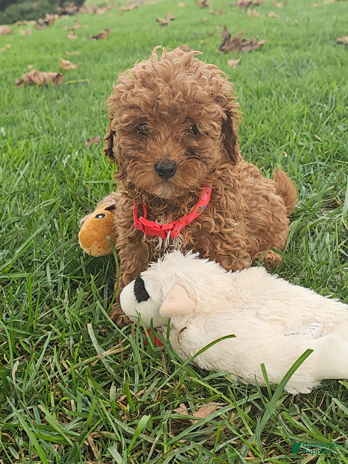 Toy Poodle dogs Marisol- Akc Toy/Teacup Poodle POTTY TRAINED  - Ad 16