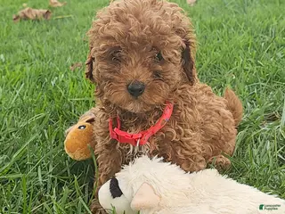 Toy Poodle dogs Marisol- Akc Toy/Teacup Poodle POTTY TRAINED - Ad 16