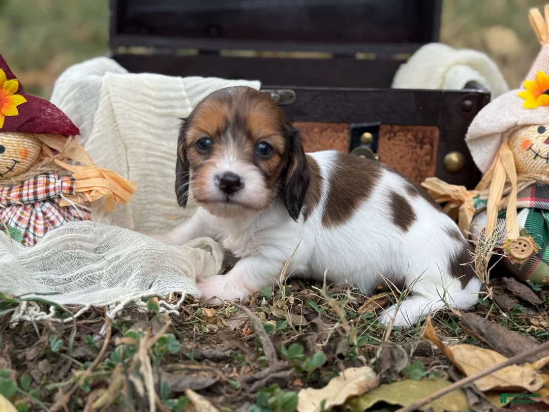Miniature Dachshund dogs for sale: Red Piebald SILKY - Ad 1
