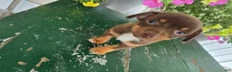 Chihuahua dogs for sale: Tyler - Ad 12