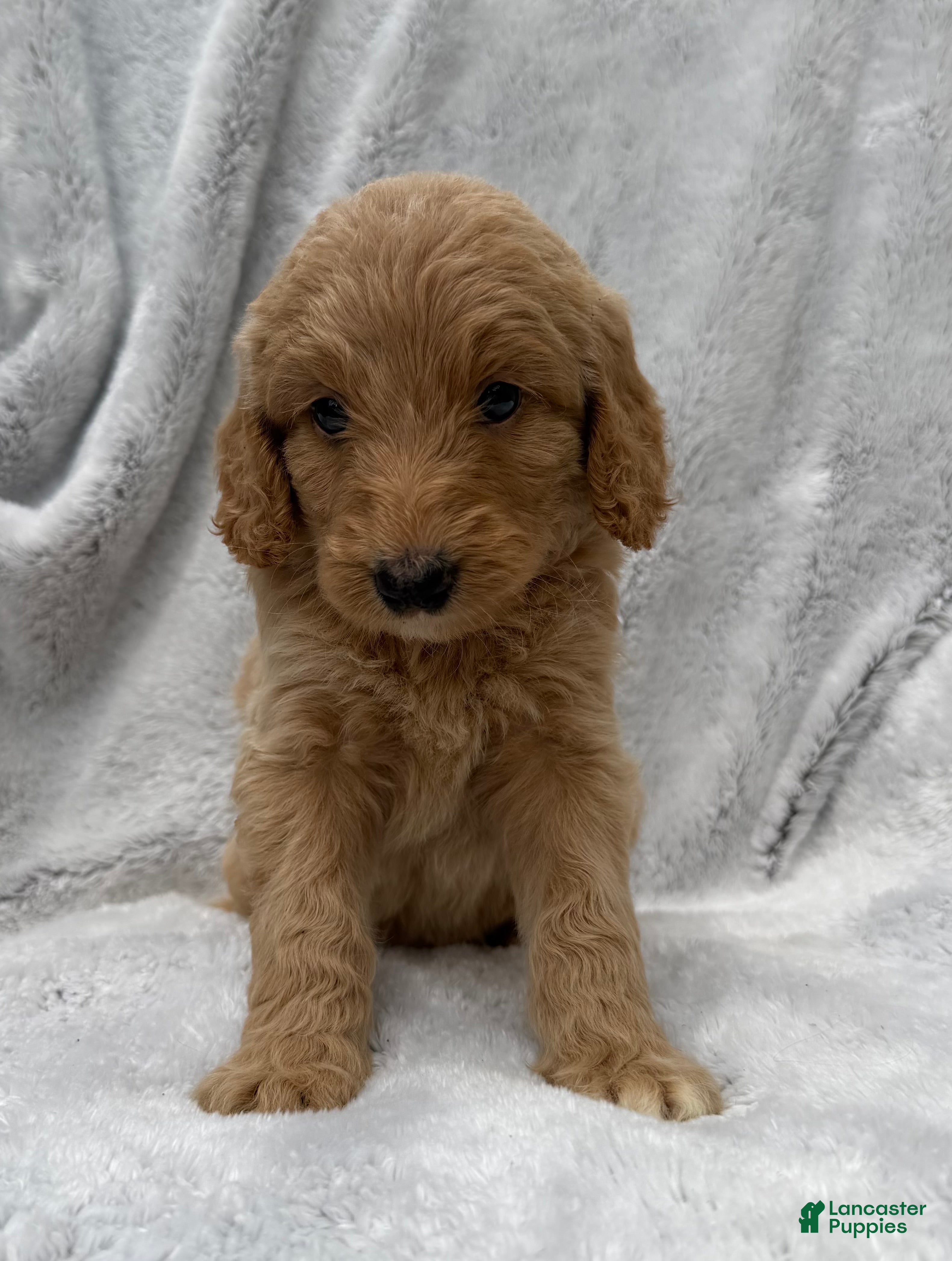 Goldendoodle dogs Lilly - Ad 1