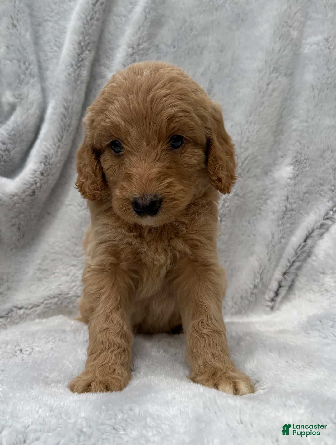 Goldendoodle dogs for sale: Lilly - Ad 1