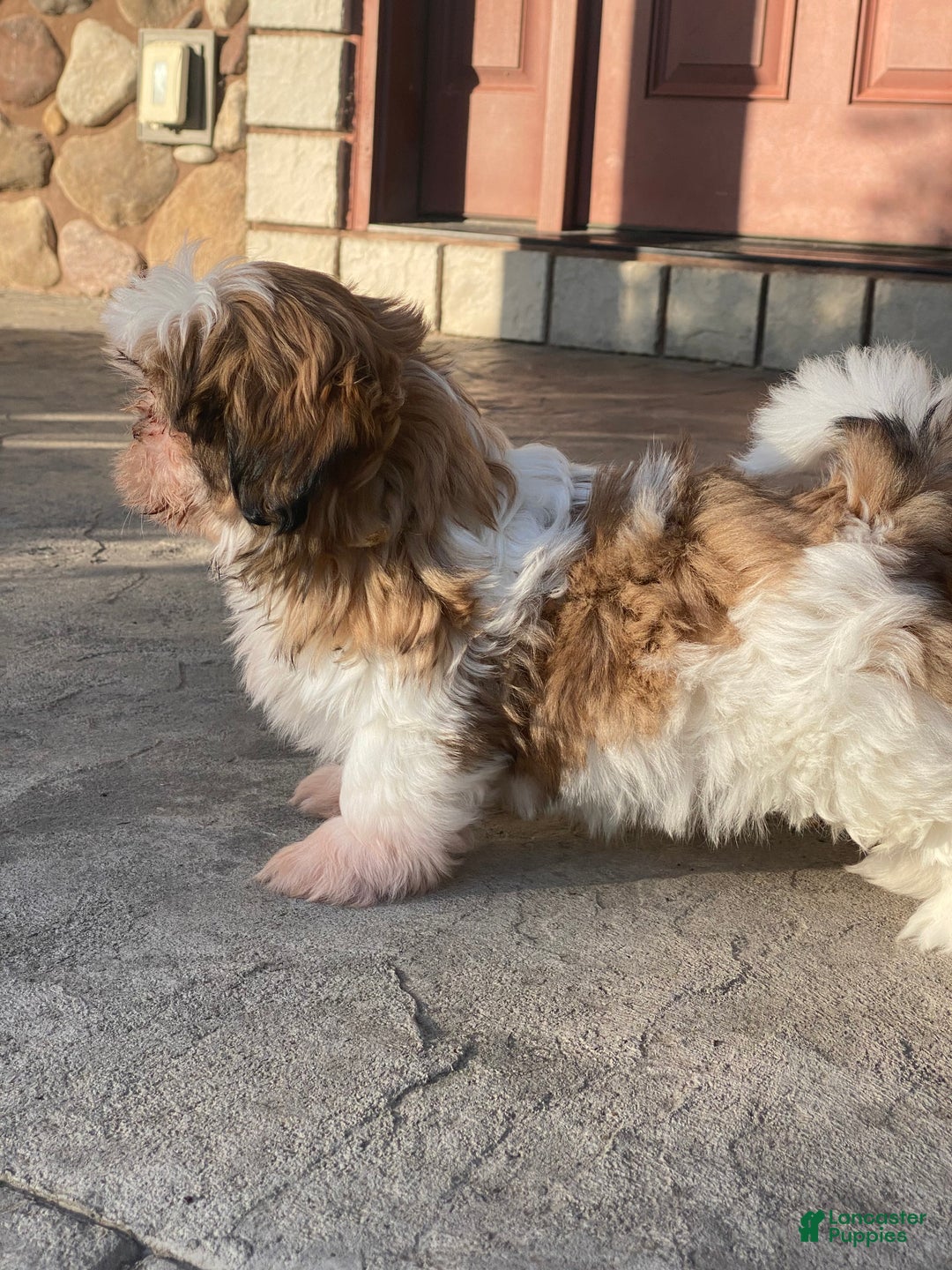Shih Tzu dogs for sale: Sandy - Ad 3