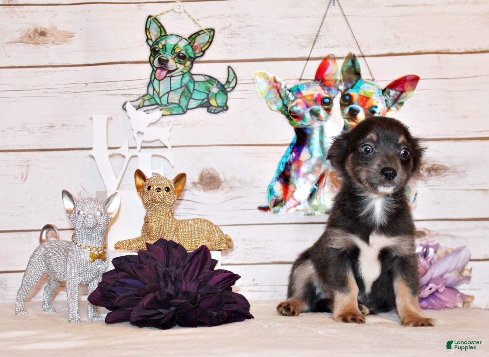 Chihuahua dogs Blue - Ad 1