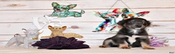Chihuahua dogs for sale: Blue - Ad 1