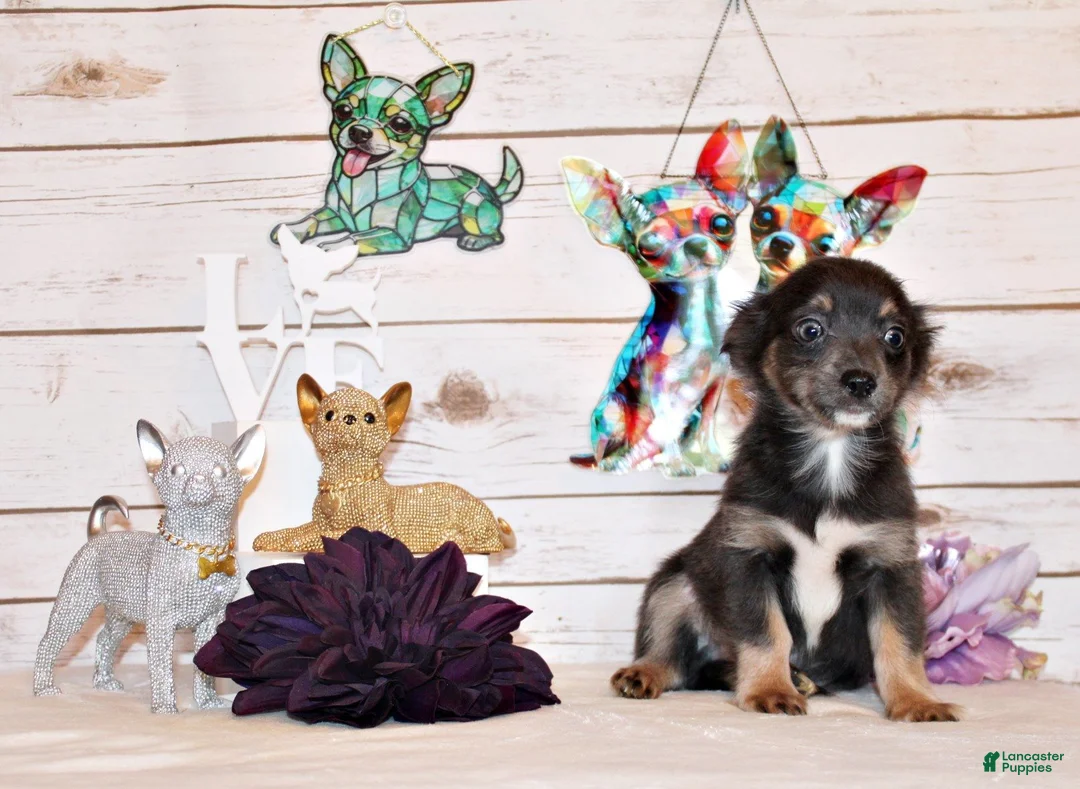 Chihuahua dogs for sale: Blue - Ad 1