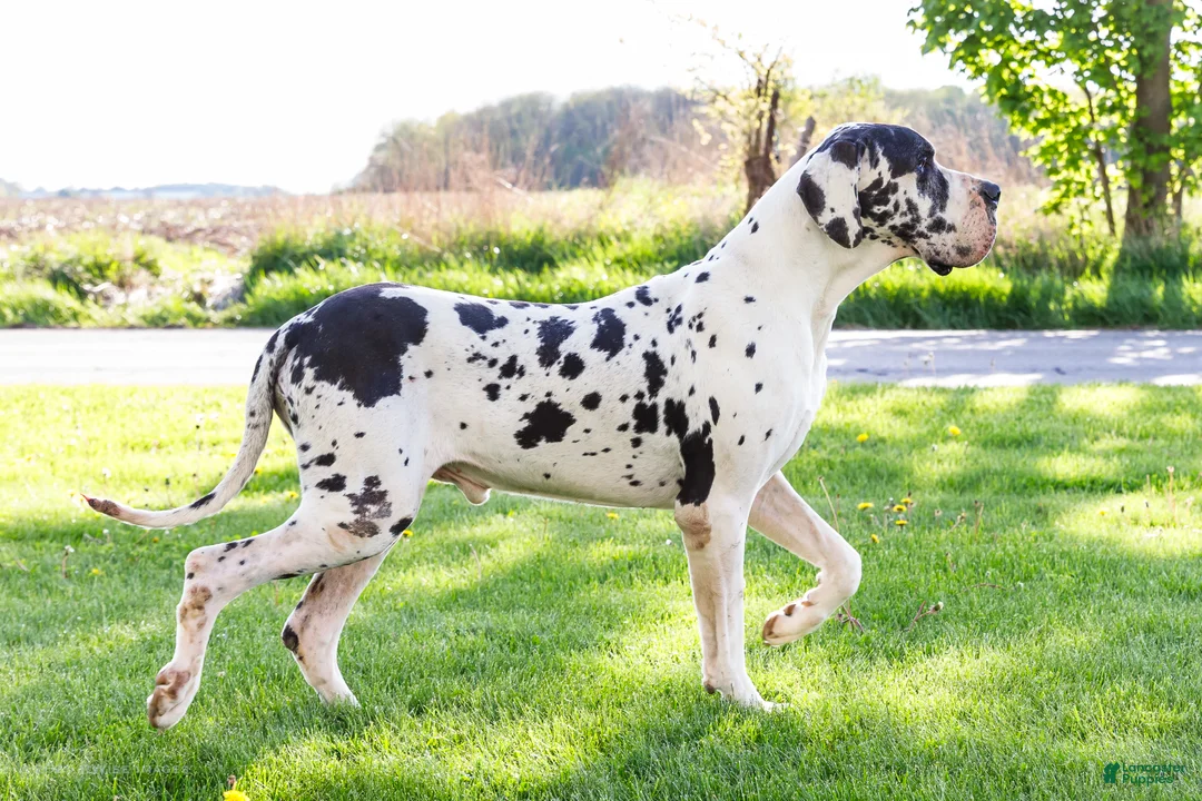 Great Dane dogs for sale: Noel - Ad 24