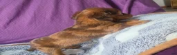 Miniature Dachshund dogs for sale: Callie - Ad 3