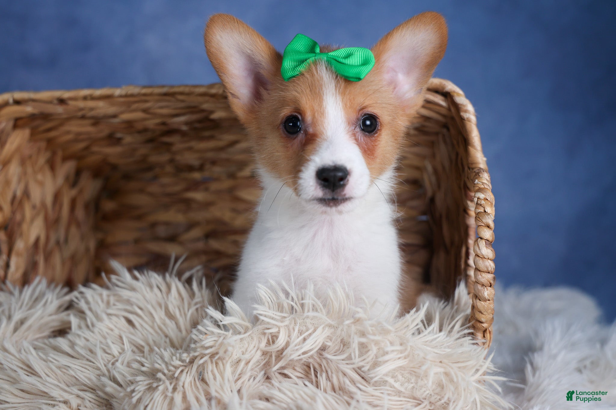 Welsh Corgi Pembroke dogs Larson - Ad 2