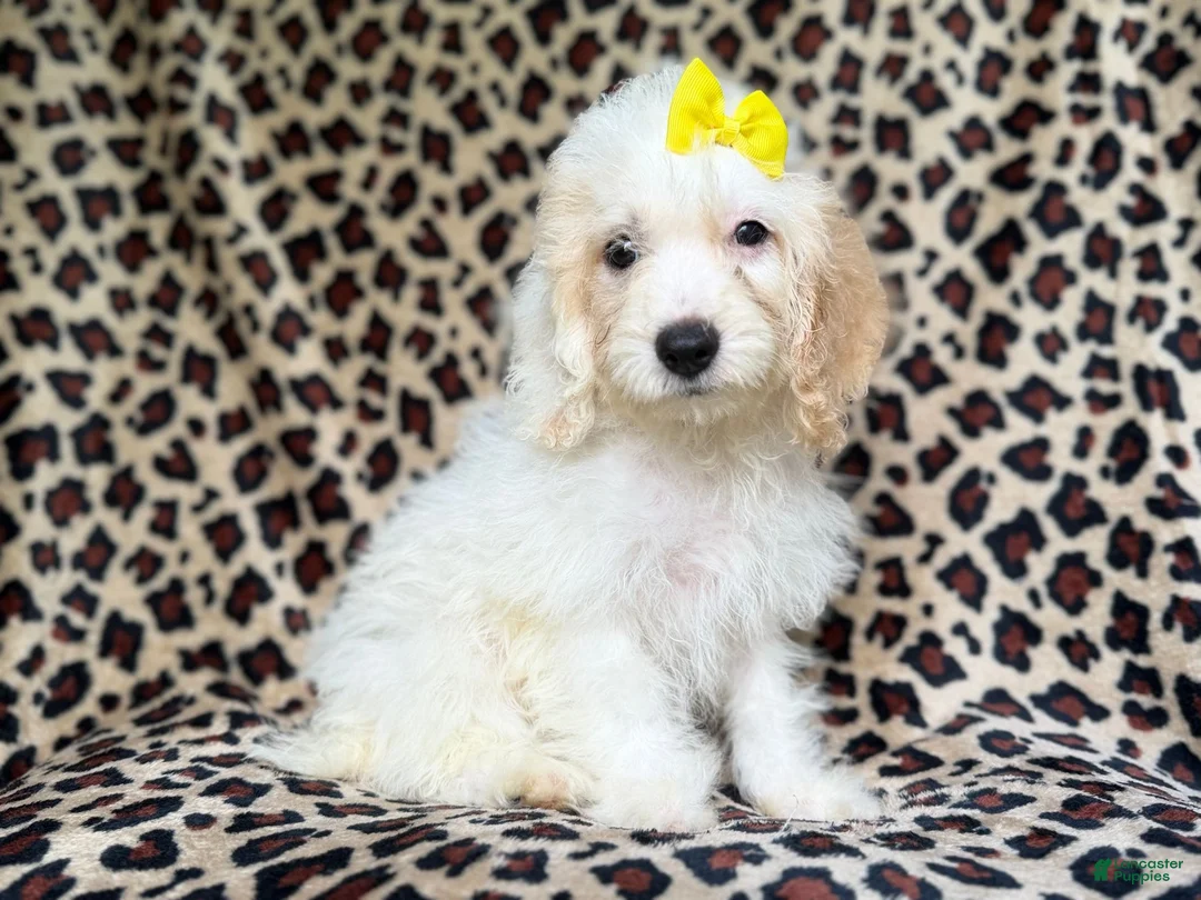 Cockapoo dogs for sale: Oakley - Ad 2