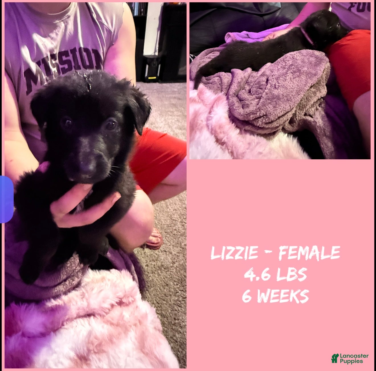 German Shepherd dogs Lizzie - Ad 1