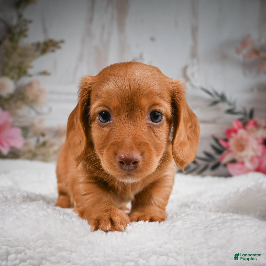 Miniature Dachshund dogs for sale: AKC-Bobby - Ad 5