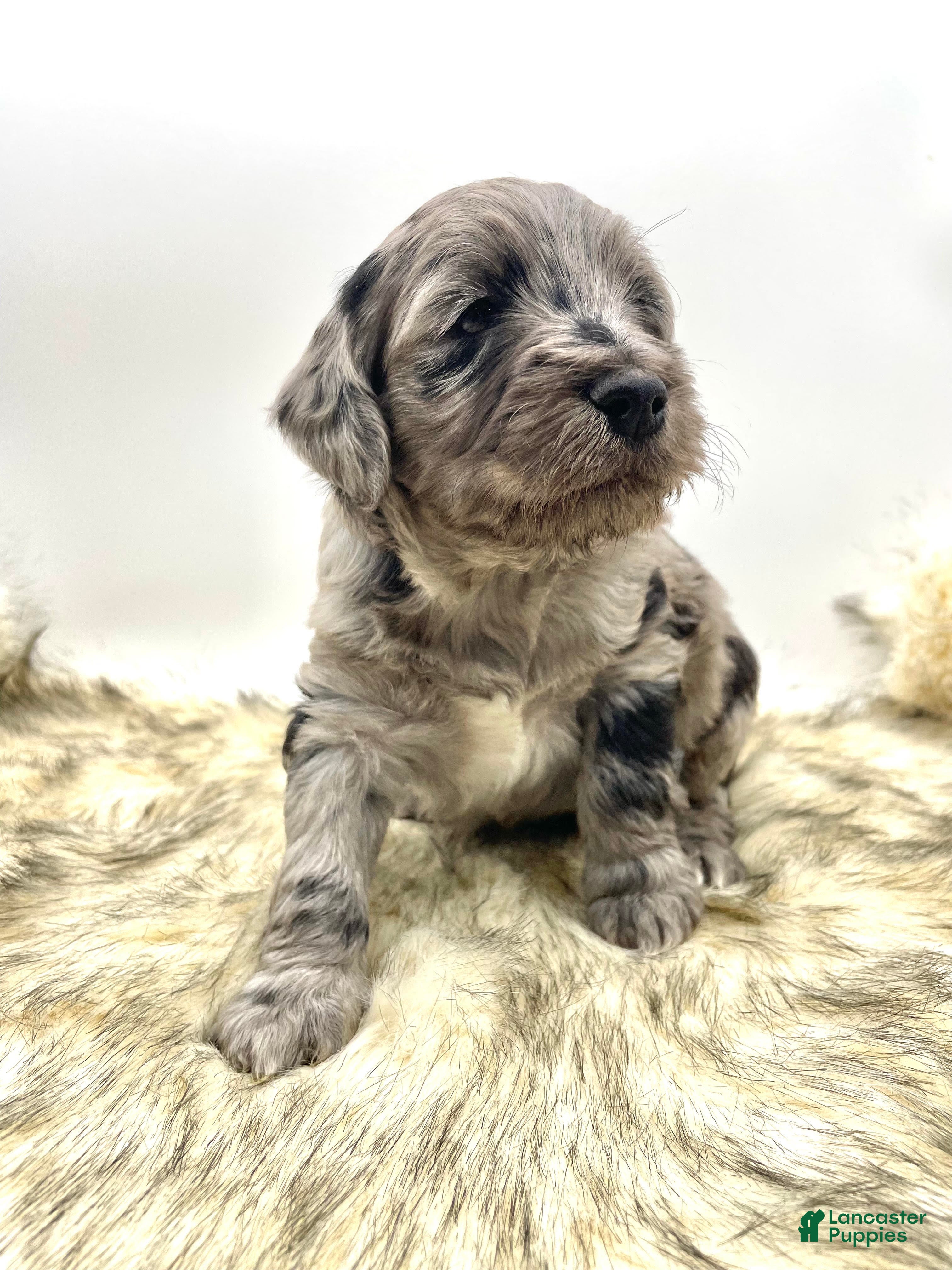 Mini Aussiedoodle dogs Mini Aussiedoodle Puppy 2 - Ad 7
