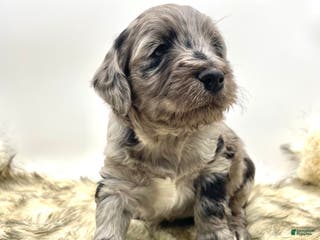 Mini Aussiedoodle dogs Mini Aussiedoodle Puppy 2 - Ad 6