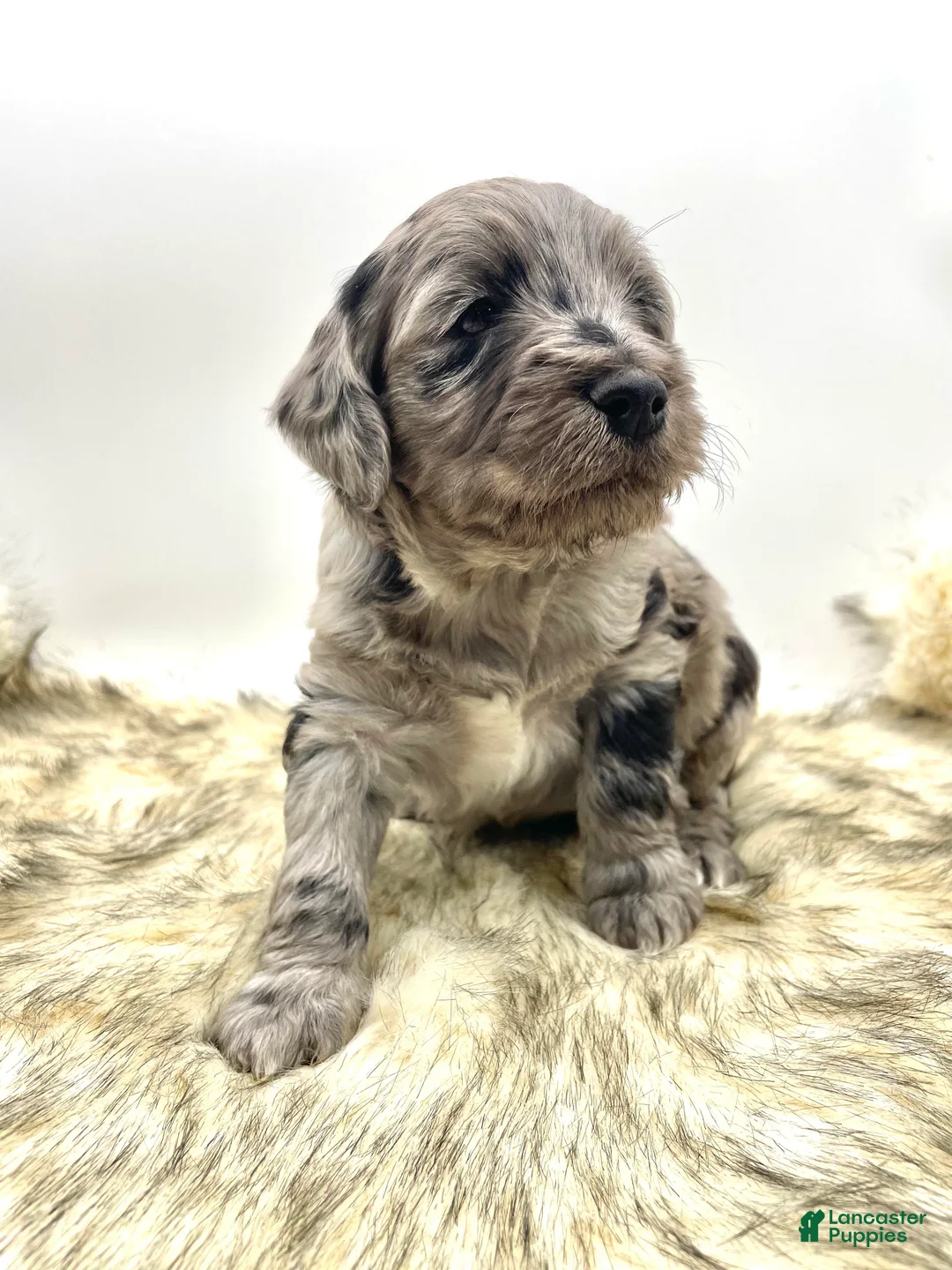 Mini Aussiedoodle dogs for sale: Mini Aussiedoodle "Pine" - Ad 1