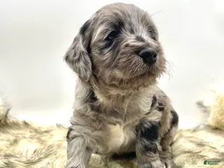 Mini Aussiedoodle dogs Mini Aussiedoodle "Pine" - Ad 16