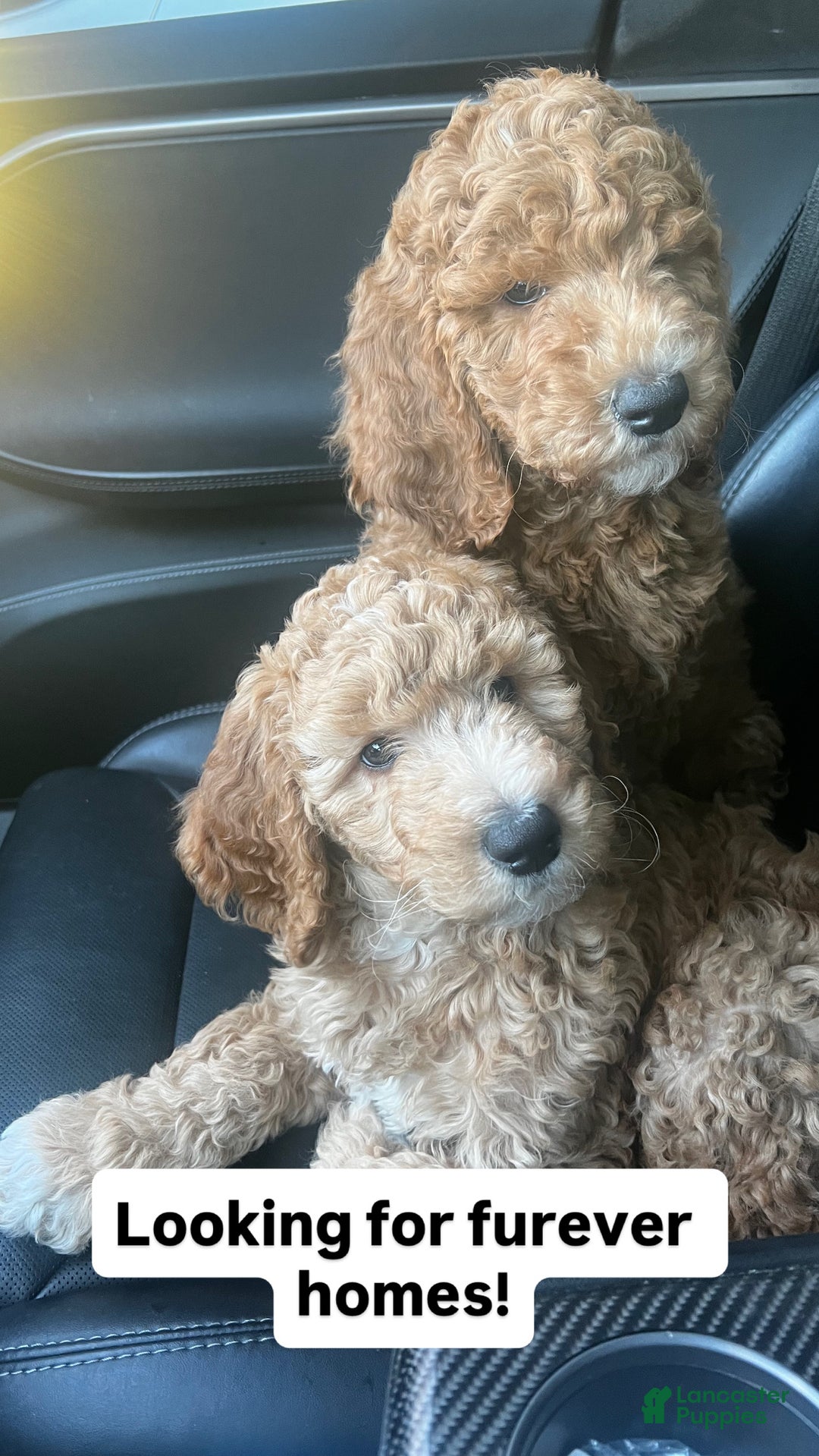 Standard Poodle dogs for sale: Standard Poodle Puppy 1 - Ad 4
