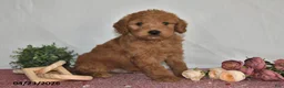 Goldendoodle dogs for sale: Nash - Ad 3