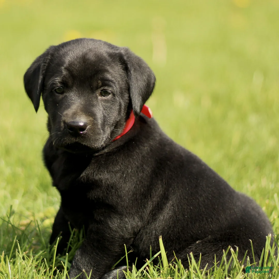 Labrador Retriever dogs for sale: Kristy  - Ad 2