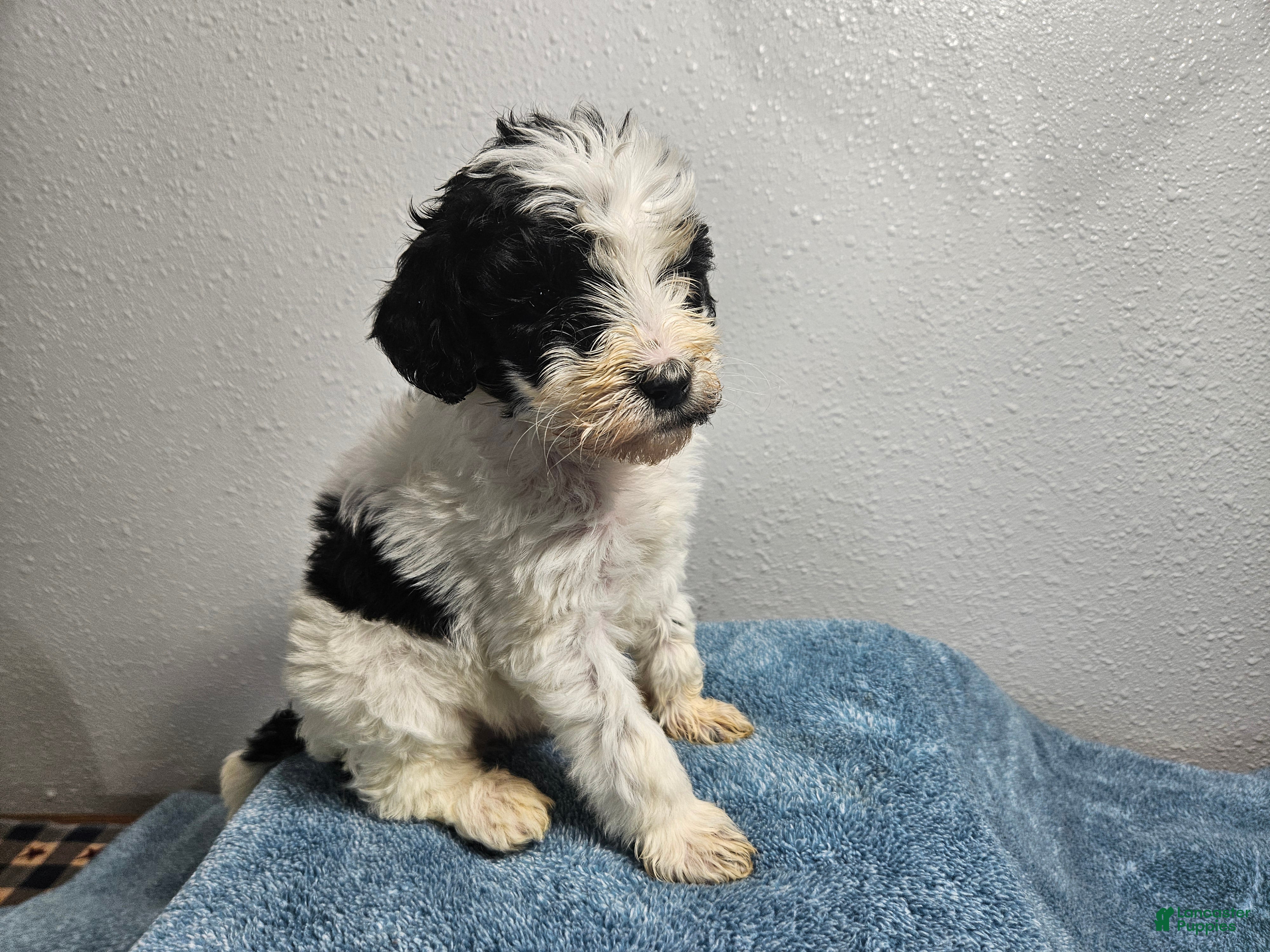 Goldendoodle dogs for sale: Kane  - Ad 1