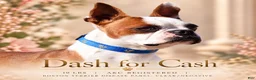Boston Terrier dogs for sale: Zellah Our Curious Little Girl with a Big Personality - Ad 12