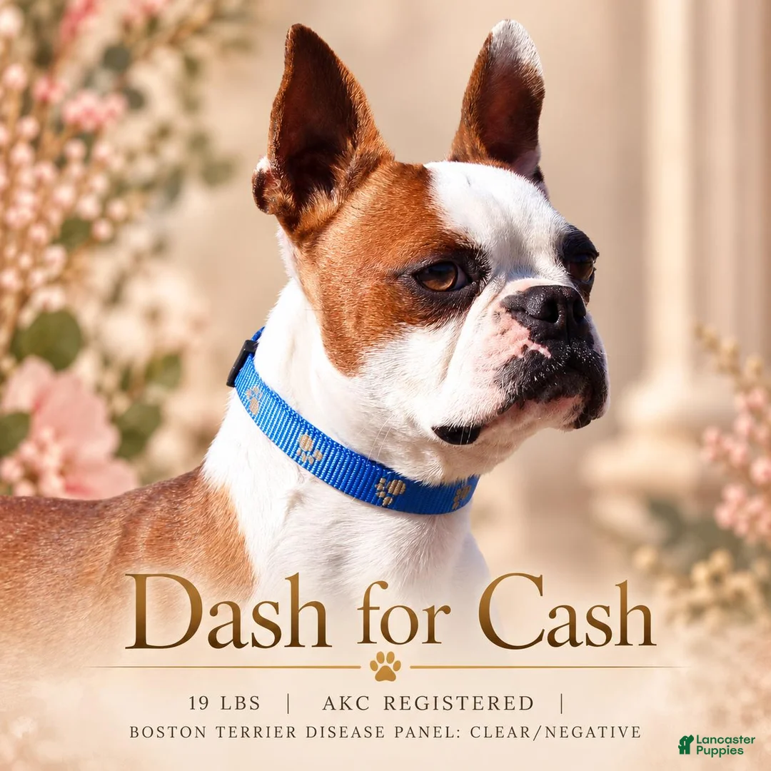 Boston Terrier dogs for sale: Zellah Our Curious Little Girl with a Big Personality - Ad 12