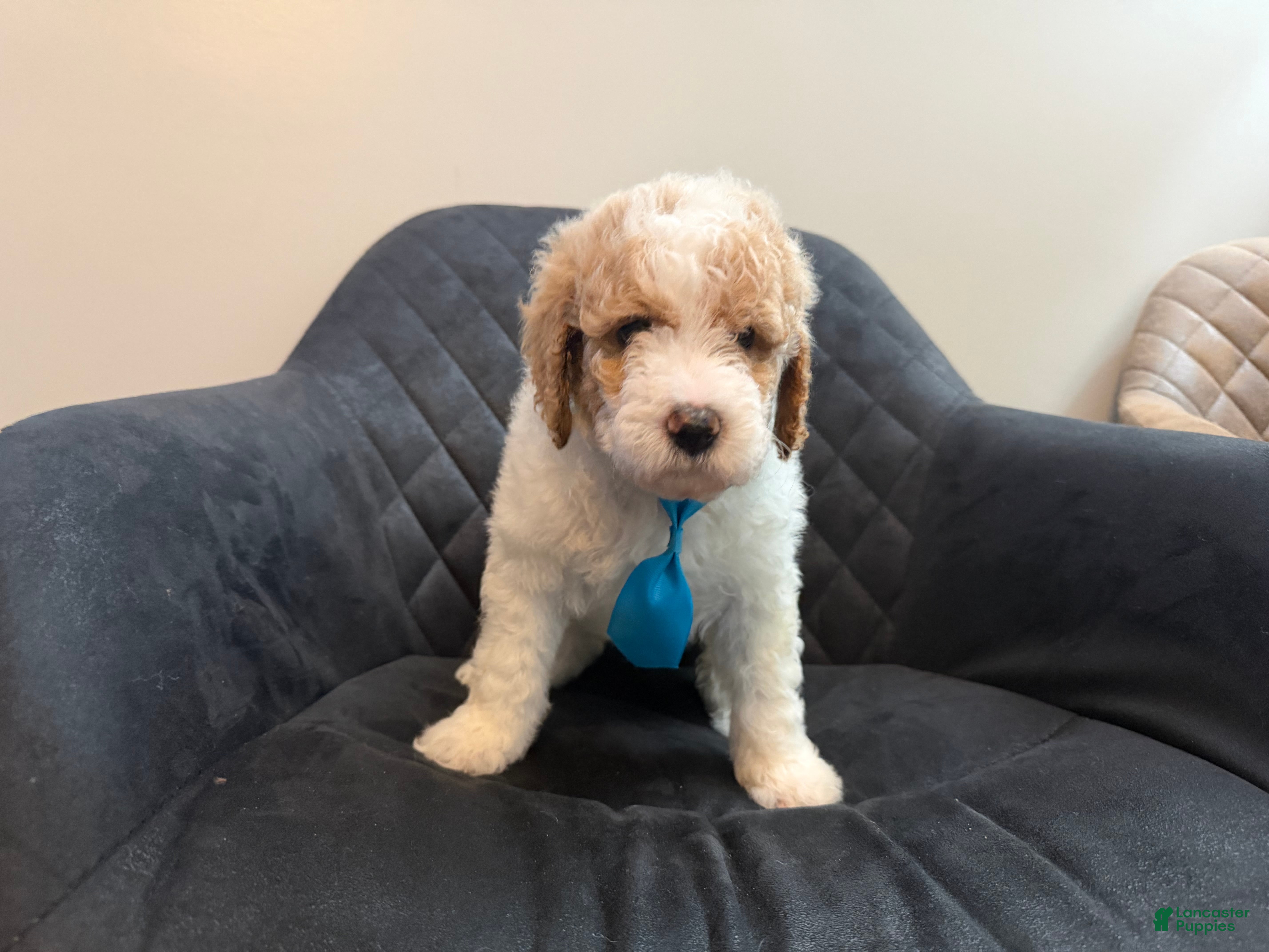 Standard Poodle dogs Argentina - Ad 1