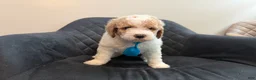 Standard Poodle dogs for sale: Argentina - Ad 1