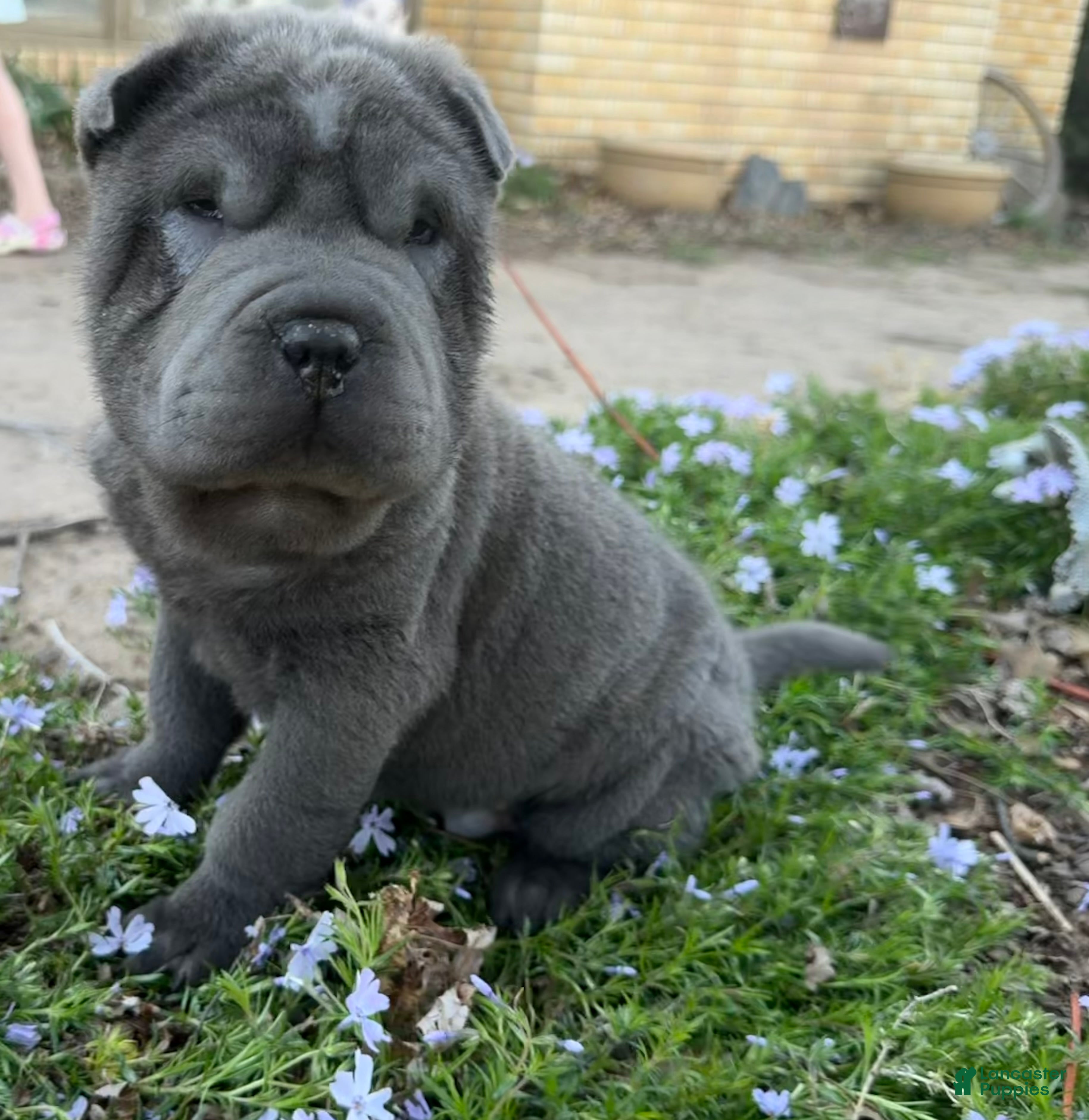 Shar Pei dogs Mickey - Ad 1