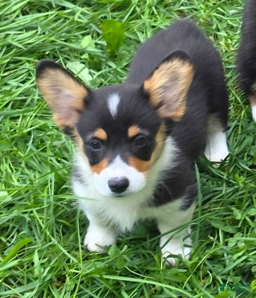 Welsh Corgi Pembroke dogs Brea  - Ad 1