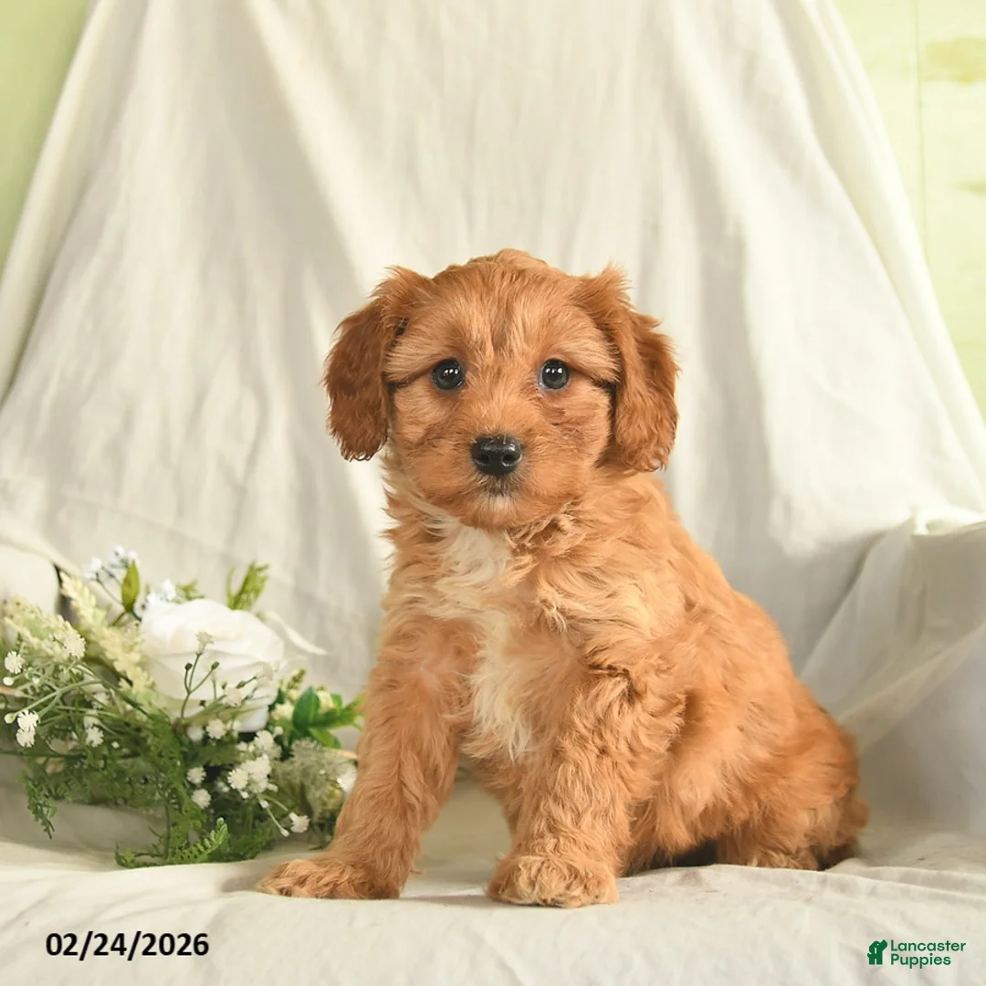 Mixed Breed dogs for sale: Misty  - Ad 2