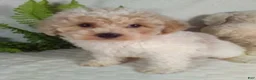 Bichpoo dogs for sale: Joey - Ad 4
