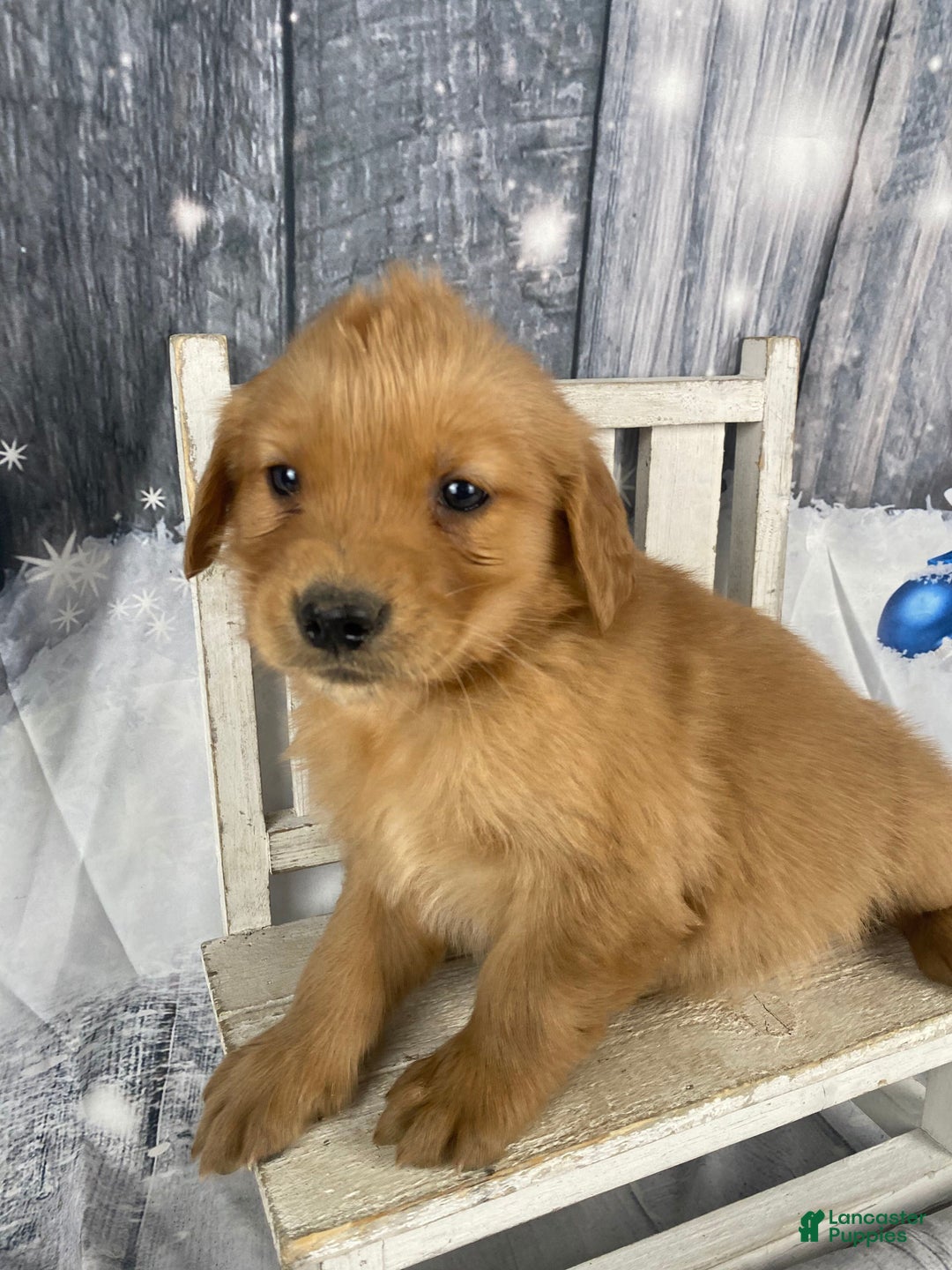 Golden Retriever dogs for sale: Julie - Ad 5