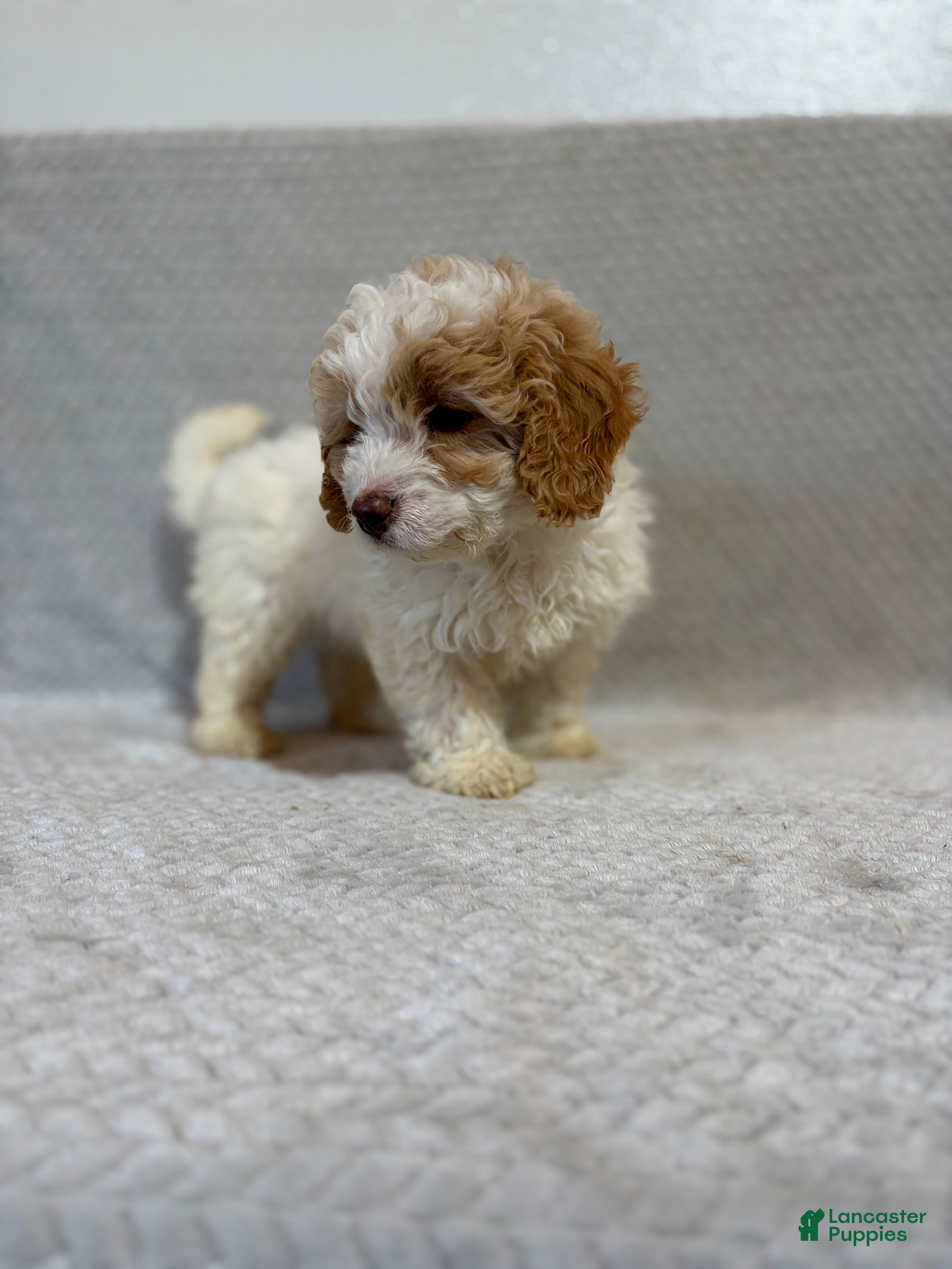 Mini Bernedoodle dogs Ada - Ad 1