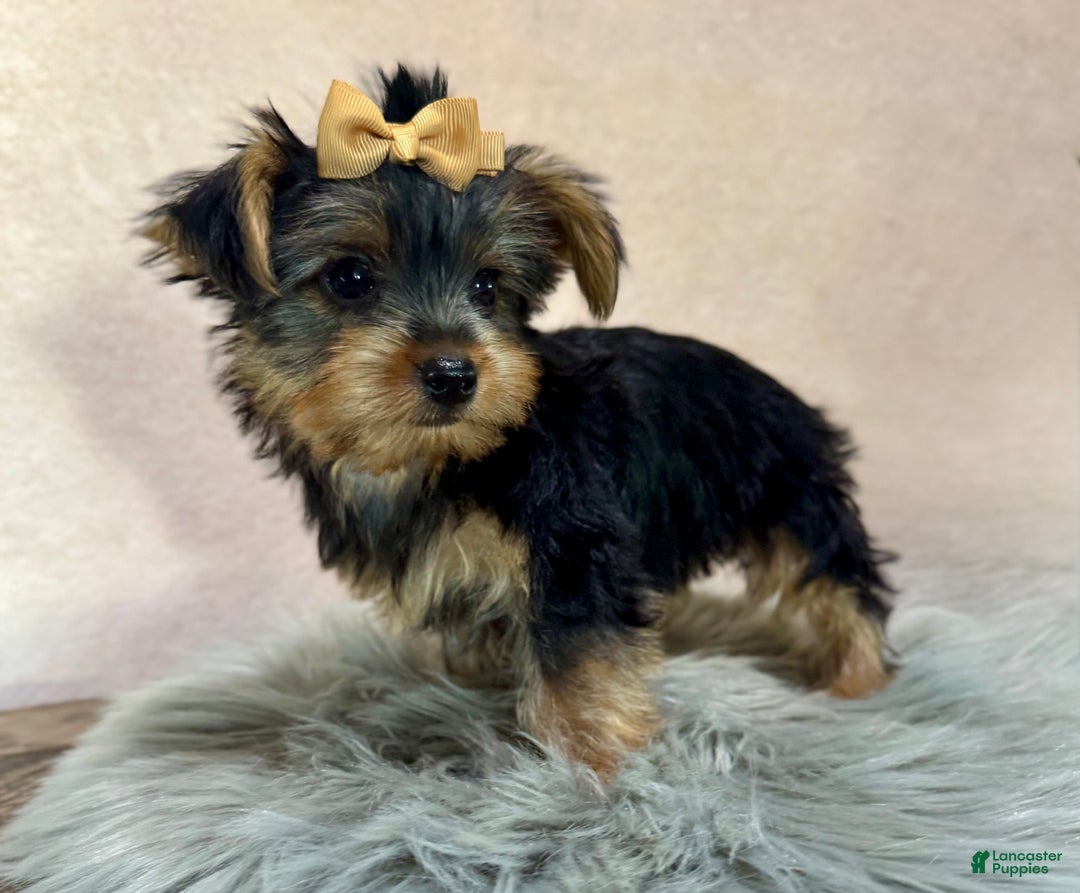 Yorkshire Terrier dogs for sale: Hallie - Ad 24