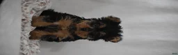 Yorkshire Terrier dogs for sale: Fairy - Ad 7