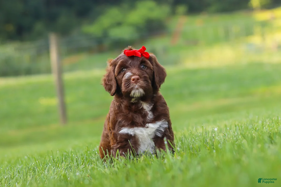 Portuguese Water Dog dogs for sale: Breeze - Ad 1